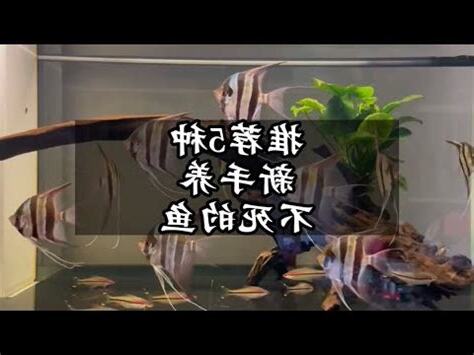 生命力 強的觀賞魚